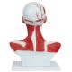 Human Head and Neck Anatomy Model with Superficial Muscles and Vasculature