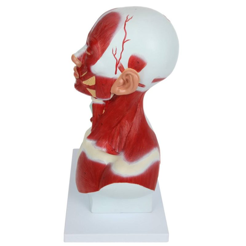 Human Head and Neck Anatomy Model with Superficial Muscles and Vasculature