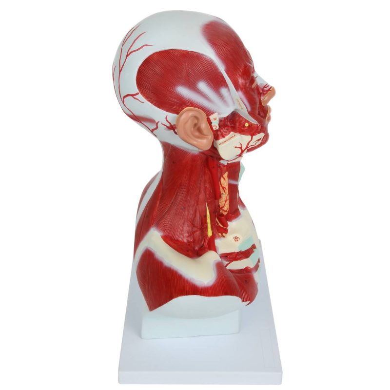 Human Head and Neck Anatomy Model with Superficial Muscles and Vasculature