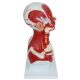 Human Head and Neck Anatomy Model with Superficial Muscles and Vasculature
