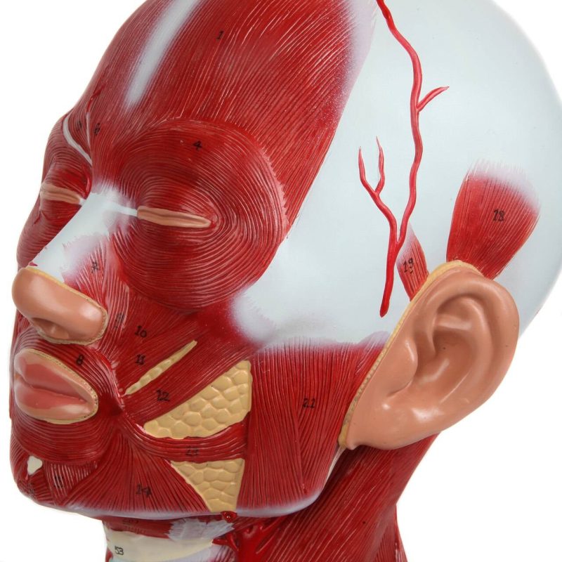 Human Head and Neck Anatomy Model with Superficial Muscles and Vasculature