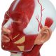 Human Head and Neck Anatomy Model with Superficial Muscles and Vasculature