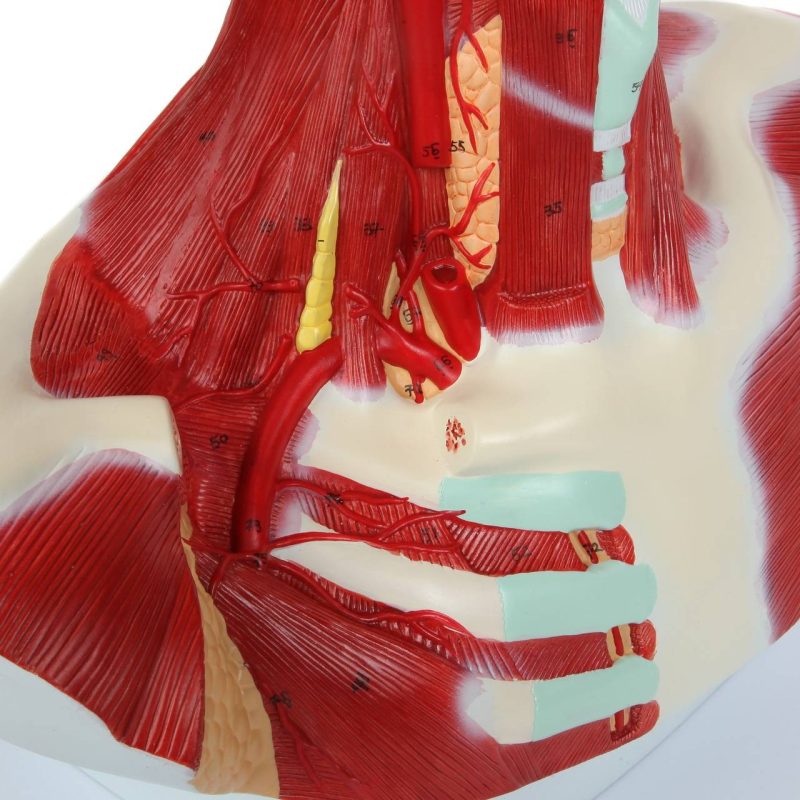 Human Head and Neck Anatomy Model with Superficial Muscles and Vasculature