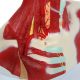 Human Head and Neck Anatomy Model with Superficial Muscles and Vasculature