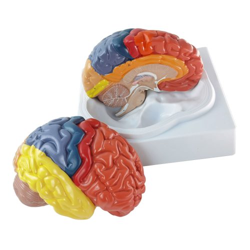 Brain W/ Functional Area Painted, Life Size, 2 Parts