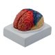 Brain W/ Functional Area Painted, Life Size, 2 Parts