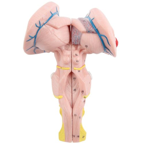 Enlarged Brain Stem Anatomy Model, 3 x Life Size, 2 Parts