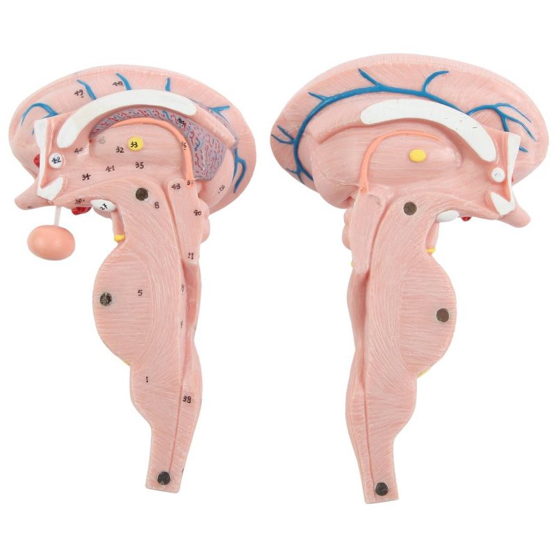 Enlarged Brain Stem Anatomy Model, 3 x Life Size, 2 Parts