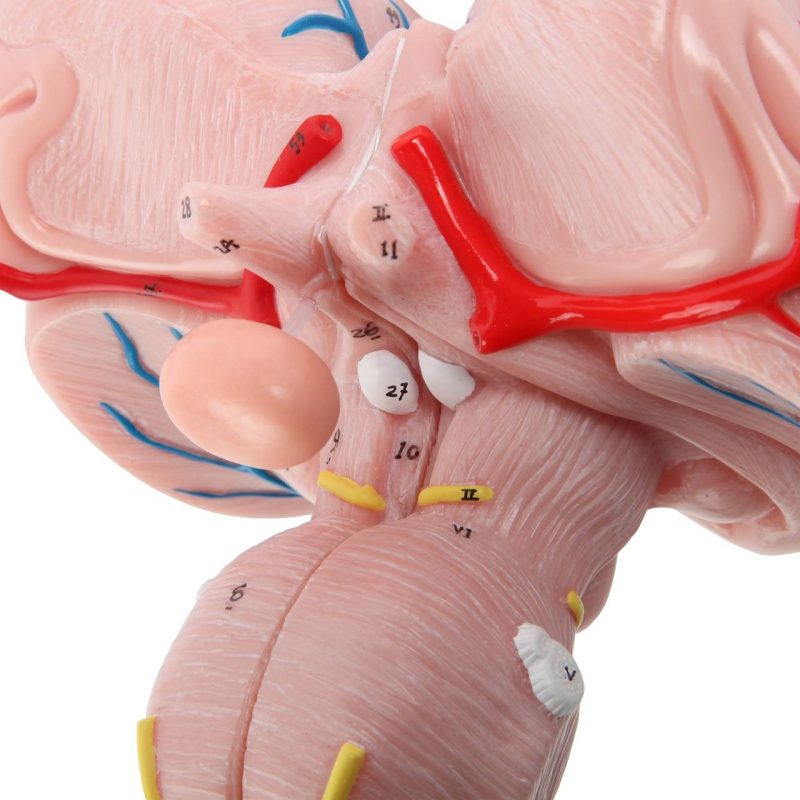 Enlarged Brain Stem Anatomy Model, 3 x Life Size, 2 Parts