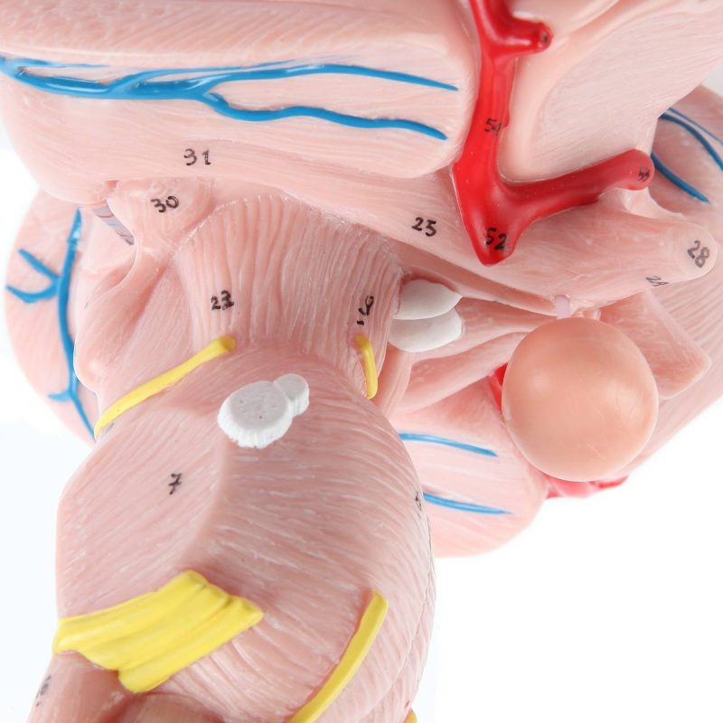 Enlarged Brain Stem Anatomy Model, 3 x Life Size, 2 Parts