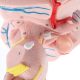 Enlarged Brain Stem Anatomy Model, 3 x Life Size, 2 Parts