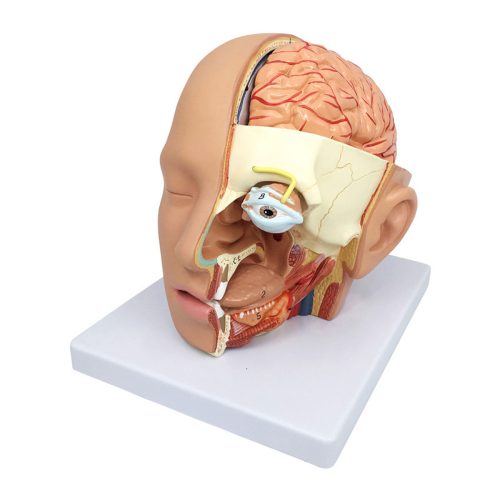 Head Anatomical Model, Life Size, 4 Parts