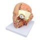 Head Anatomical Model, Life Size, 4 Parts