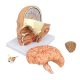 Head Anatomical Model, Life Size, 4 Parts