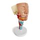 Head and Neck Musculature Model Dissected Along the Sagittal Plane , Life Size, 2 Parts