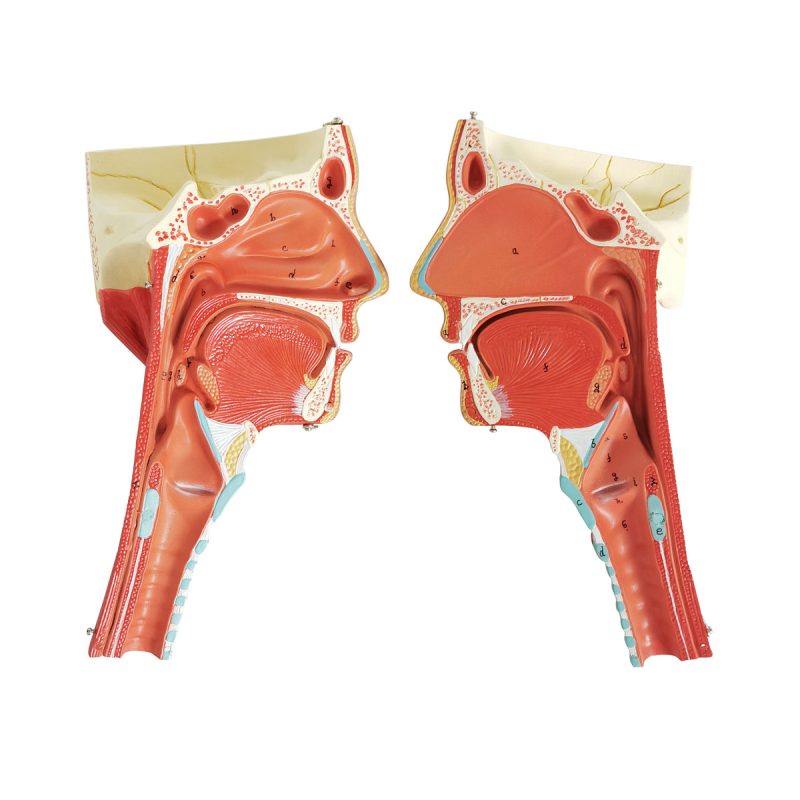 Head and Neck Musculature Model Dissected Along the Sagittal Plane , Life Size, 2 Parts