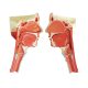 Head and Neck Musculature Model Dissected Along the Sagittal Plane , Life Size, 2 Parts