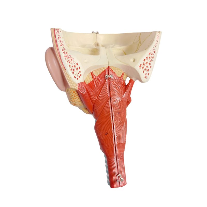 Head and Neck Musculature Model Dissected Along the Sagittal Plane , Life Size, 2 Parts