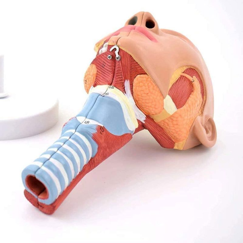 Head and Neck Musculature Model Dissected Along the Sagittal Plane , Life Size, 2 Parts